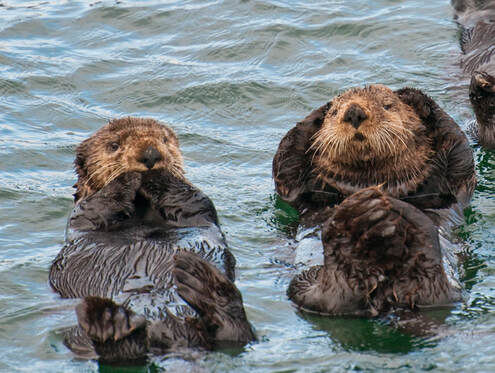 Alaskan Sea Otters