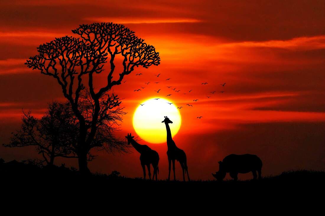 Giraffes on Africa Safari