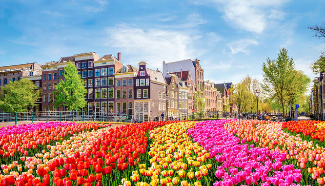 Spring Flowers in Amsterdam
