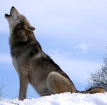Alaskan Gray Wolf
