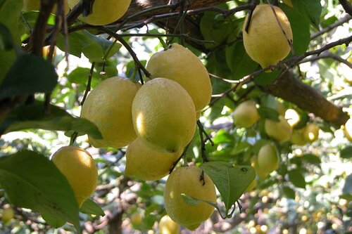 Amalfi Coast Lemons
