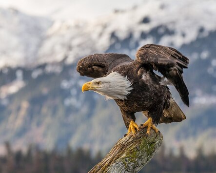Alaska has the largest population of Bald Eagles