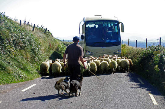 Sheep on Ring of Kerry