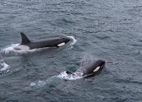Alaskan Orcas or 